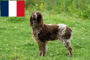 Lire la suite à propos de l’article Éleveurs d’Epagneul de Pont-Audemer et chiots en France
