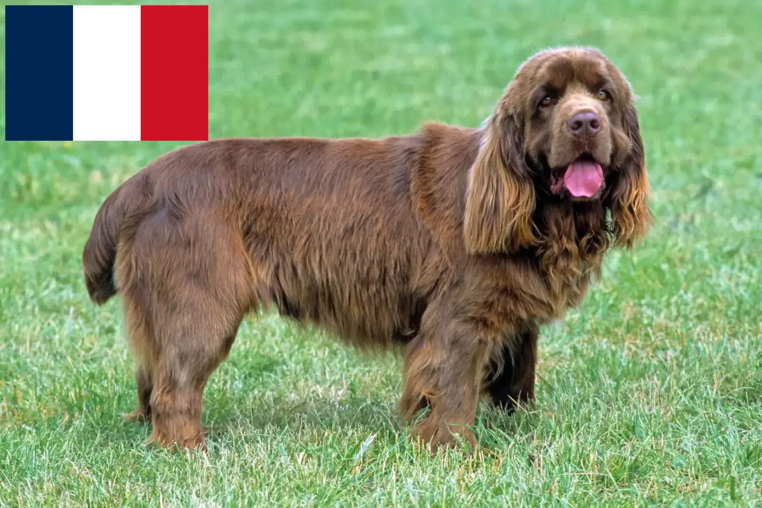 Épagneul du Sussex chiots et éleveurs France Ici, tu trouveras des éleveurs de Sussex-Espagne en France.