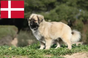 Lire la suite à propos de l’article Éleveurs d’épagneuls du Tibet et chiots au Danemark