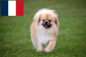 Lire la suite à propos de l’article Éleveurs d’épagneuls du Tibet et chiots en France