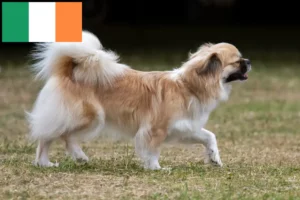 Lire la suite à propos de l’article Éleveurs d’épagneuls du Tibet et chiots en Irlande