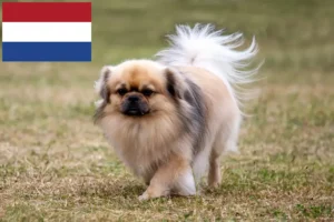 Lire la suite à propos de l’article Éleveurs d’épagneuls du Tibet et chiots aux Pays-Bas