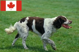 Lire la suite à propos de l’article Épagneul français Éleveurs et chiots au Canada