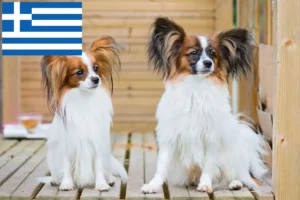 Lire la suite à propos de l’article Éleveurs d’épagneuls nains continentaux et chiots en Grèce
