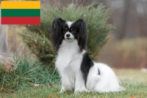 Lire la suite à propos de l’article Éleveurs d’épagneuls nains continentaux et chiots en Lituanie