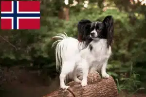 Lire la suite à propos de l’article Éleveurs d’épagneuls nains continentaux et chiots en Norvège