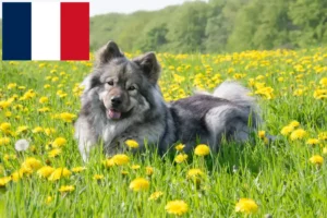Lire la suite à propos de l’article Éleveurs d’Eurasiers et chiots en France