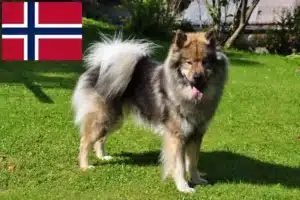 Lire la suite à propos de l’article Éleveurs d’Eurasiers et chiots en Norvège