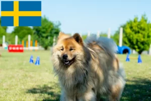 Lire la suite à propos de l’article Éleveurs d’Eurasiers et chiots en Suède