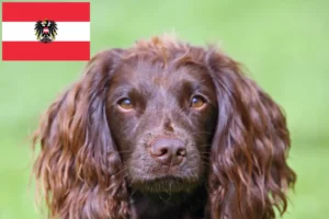 Lire la suite à propos de l’article Éleveurs de Field Spaniel et chiots en Autriche