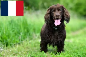 Lire la suite à propos de l’article Éleveurs de Field Spaniel et chiots en France