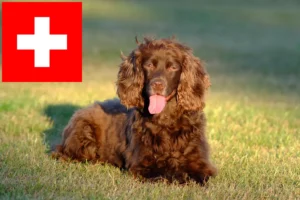 Lire la suite à propos de l’article Éleveurs de Field Spaniel et chiots en Suisse