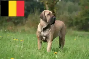 Lire la suite à propos de l’article Éleveurs de Fila Brasileiro et chiots en Belgique