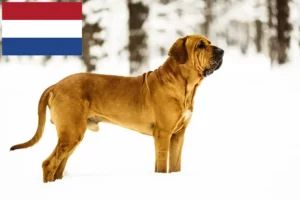 Lire la suite à propos de l’article Éleveurs de Fila Brasileiro et chiots aux Pays-Bas