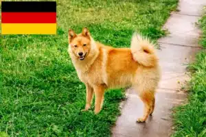 Lire la suite à propos de l’article Finnenspitz Éleveurs et chiots en Allemagne