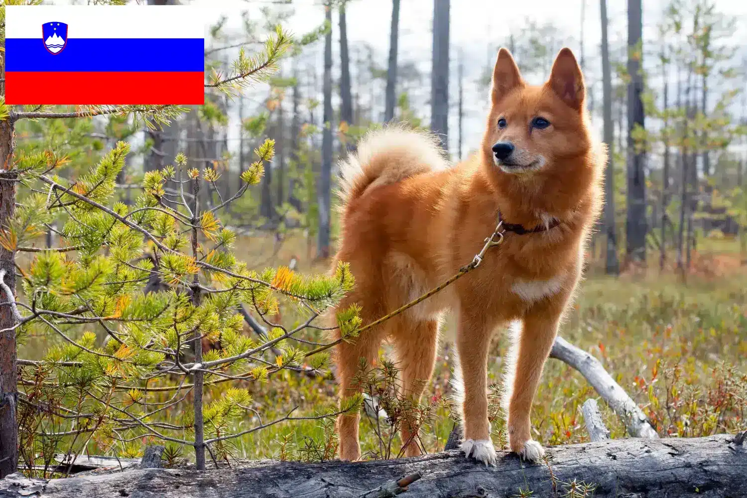 Spitz finlandais chiots et éleveurs Slovénie Ici vous trouverez des éleveurs de pointes finlandaises en Slovénie.