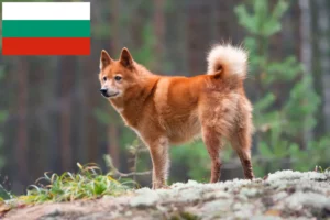Lire la suite à propos de l’article Finnois Spitz Éleveurs et chiots en Bulgarie