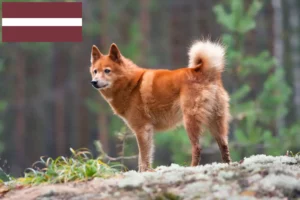 Lire la suite à propos de l’article Éleveurs de Finnois et chiots en Lettonie