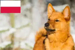 Lire la suite à propos de l’article Finnois Spitz Éleveurs et chiots en Pologne