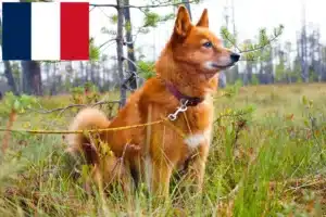 Lire la suite à propos de l’article Éleveurs de Finnois et chiots à la Réunion