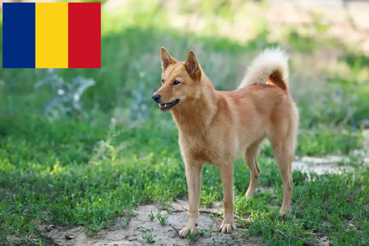 Spitz finlandais chiots et éleveurs Roumanie Ici vous trouverez des éleveurs de pointes finlandaises en Roumanie.
