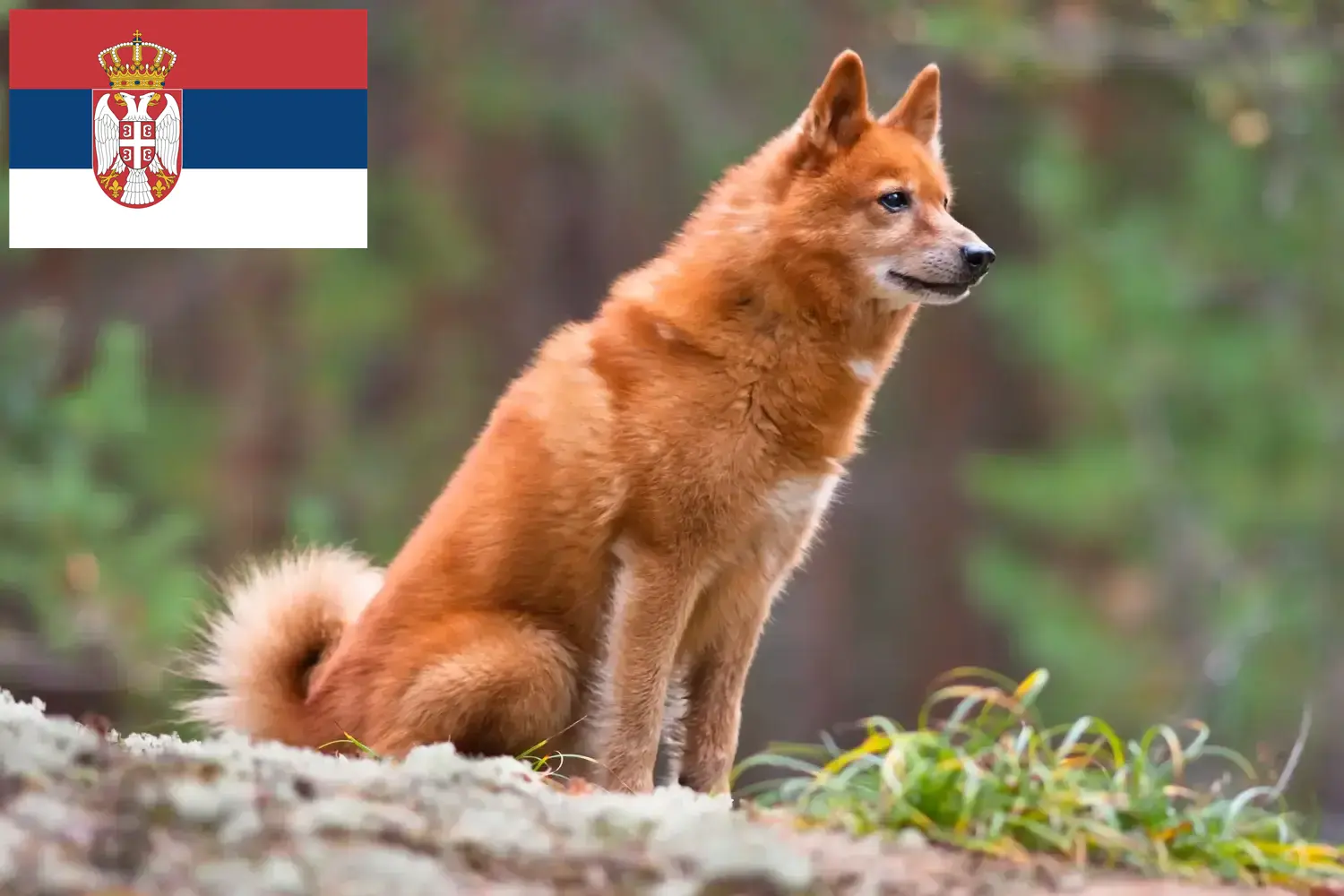 Finnois Spitz chiots et éleveurs Serbie Ici vous trouverez des éleveurs de pointes finlandaises en Serbie.