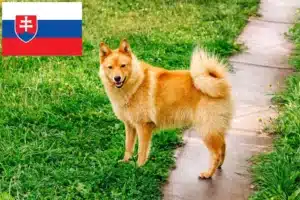 Lire la suite à propos de l’article Finnois Spitz Éleveurs et chiots en Slovaquie