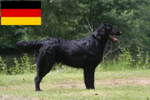 Lire la suite à propos de l’article Éleveurs de Flat Coated Retrievers et chiots en Allemagne