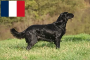 Lire la suite à propos de l’article Éleveurs de Flat Coated Retrievers et chiots en France