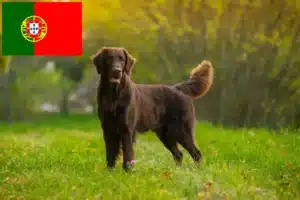 Lire la suite à propos de l’article Éleveurs de Flat Coated Retrievers et chiots au Portugal