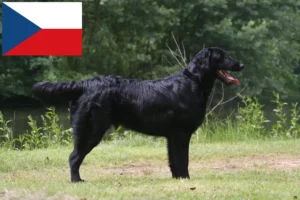 Lire la suite à propos de l’article Éleveurs de Flat Coated Retrievers et chiots en République tchèque