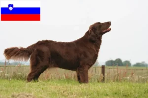 Lire la suite à propos de l’article Éleveurs de Flat Coated Retrievers et chiots en Slovénie