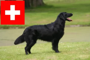 Lire la suite à propos de l’article Eleveurs de Flat Coated Retrievers et chiots en Suisse