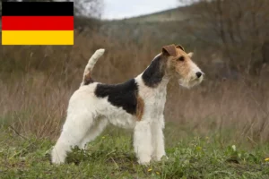 Lire la suite à propos de l’article Éleveurs de fox-terriers et chiots en Allemagne
