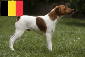 Lire la suite à propos de l’article Éleveurs de fox-terriers et chiots en Belgique