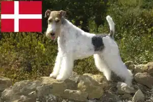 Lire la suite à propos de l’article Éleveurs de fox-terriers et chiots au Danemark