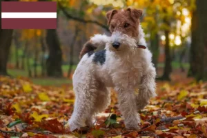 Lire la suite à propos de l’article Éleveurs de fox-terriers et chiots en Lettonie