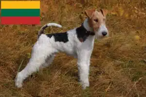 Lire la suite à propos de l’article Éleveurs de fox-terriers et chiots en Lituanie