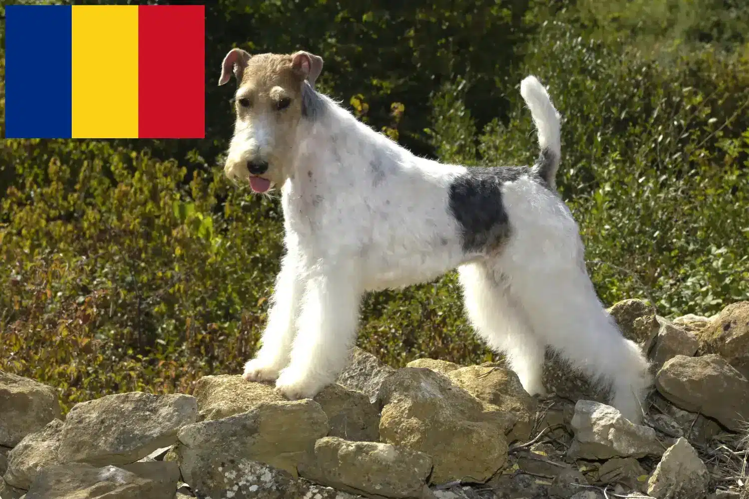 Foxterrier chiots et éleveurs Roumanie Ici vous trouverez des éleveurs de Fox Terriers en Roumanie.