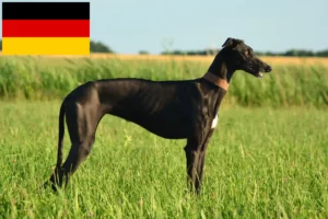 Lire la suite à propos de l’article Éleveurs de Galgo Espanol et chiots en Allemagne