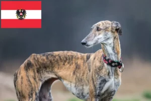 Lire la suite à propos de l’article Éleveurs de Galgo Espanol et chiots en Autriche