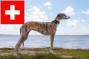 Lire la suite à propos de l’article Éleveurs de Galgo Espanol et chiots en Suisse
