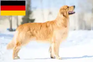 Lire la suite à propos de l’article Golden Retriever éleveurs et chiots en Allemagne