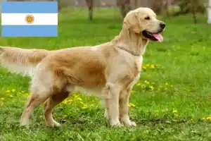Lire la suite à propos de l’article Golden Retriever éleveurs et chiots en Argentine