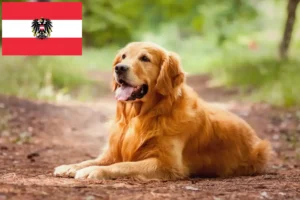 Lire la suite à propos de l’article Golden Retriever éleveurs et chiots en Autriche
