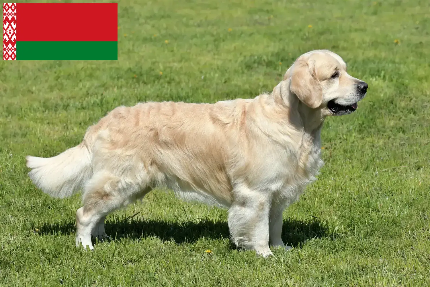 Golden Retriever chiots et éleveurs Belarus Ici, tu trouveras des éleveurs de Golden Retrievers en Biélorussie.