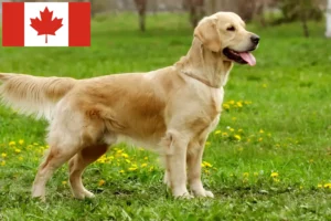 Lire la suite à propos de l’article Golden Retriever éleveurs et chiots au Canada