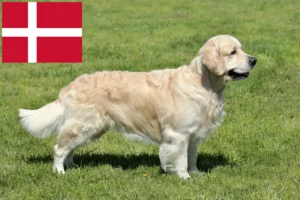 Lire la suite à propos de l’article Golden Retriever éleveurs et chiots au Danemark