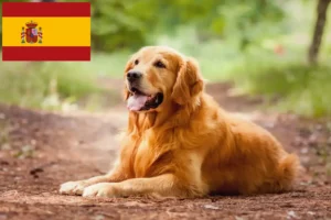 Lire la suite à propos de l’article Golden Retriever éleveurs et chiots en Espagne
