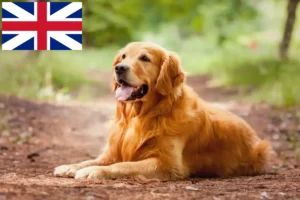 Lire la suite à propos de l’article Golden Retriever éleveurs et chiots en Grande-Bretagne